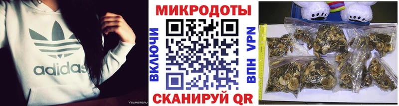 Псилоцибиновые грибы MAGIC MUSHROOMS  Иннополис 
